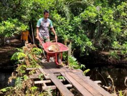 Satgas TMMD Ke 120 Kodim 1015/Sampit Bantu Warga Panen Kelapa Sawit