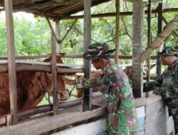Satgas TMMD ke 120 Kodim 1015/Sampit Komsos dengan Peternak Sapi
