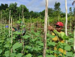 Manfaatkan Waktu Istirahat,Satgas TMMD Ke 120 Melaksanakan Komsos dengan Petani Timun