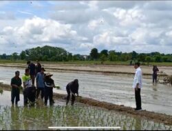 Jokowi Blusukan Ke Desa Bapeang Kotim Bertemu Petani dan Meninjau Bantuan Pompa