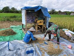 Babinsa Koramil 1015-04/Baamang Bantu Petani Panen Padi Di Wilayah Desa Binaan