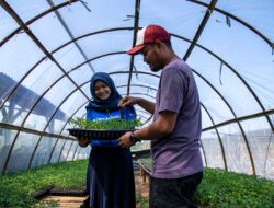 Dorong Ketahanan Pangan, Jamkrindo Jamin Sektor Pertanian Rp 35,78 Triliun